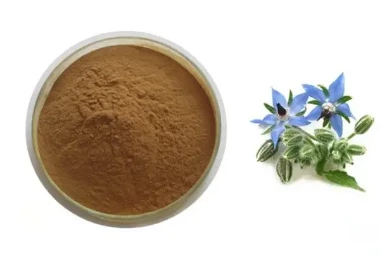 Borago officinalis ekstrak 20: 1