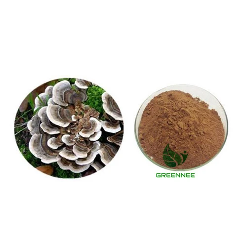 Ekstrak Cendawan Tail Turki Hotsale 10: 1