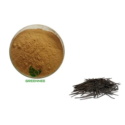 Ekstrak daun holly lebar