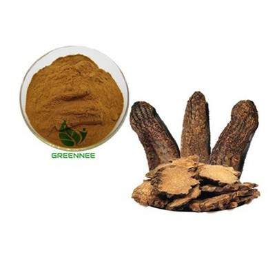 Adakah Ekstrak Loquat baik untuk pundi hempedu?